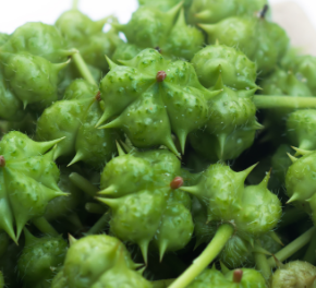 Tribulus Terrestris